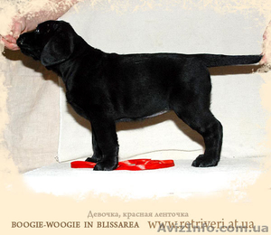 Перспективный щенок Лабрадора ретривера #650360