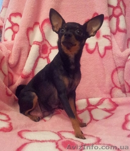 щенки той-терьерчика #661660