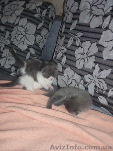 Котята британские! #673243