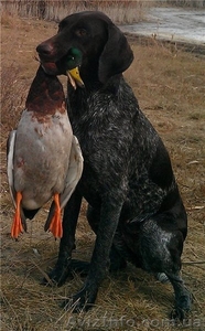 Продам щенят курцхаара #673955