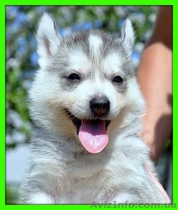 Хаски - Голубые глазки,  сибирский хаски,  щенки от Чемпионов на сайте,  вязки в Ро #435561