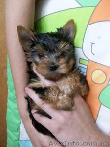 продам недорого щенков йорка #661027