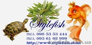 Аквадизайн студия Stylefish #667598