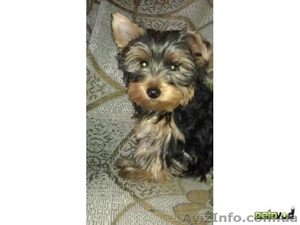 йоркширский терьер.СРОЧНО.ДЕШЕВО. #672665