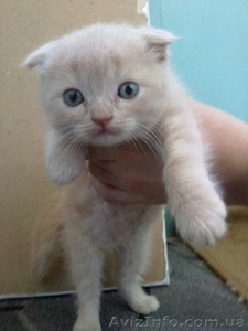 Продам британского вислоухого мальчика,  Харьков,  350 грн. СРОЧНО! #658570