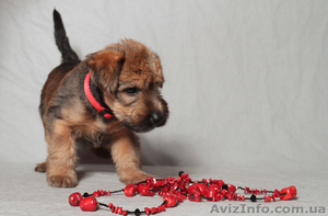 Мягкошерстный Пшеничный Терьер. Щенки. #663732