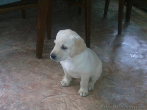 Щенята лабрадора #656223
