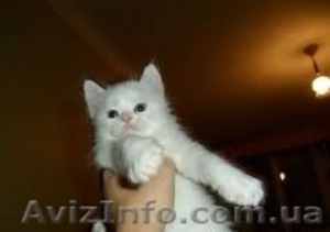 шотландские котята вислоухие,  хайленд,  страйт #657274