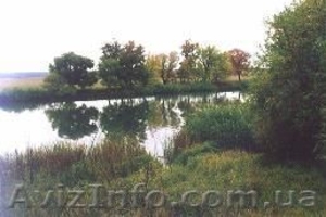 >В сосновом лесу в г. Чугуеве продам участок 75 сот. приват. #669190