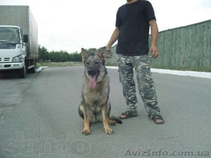 Продам щенков немецкой овчарки,  1, 5 мес #671102