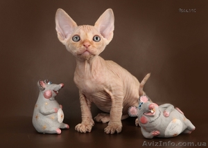 Котята  девон рекс редких окрасов #659183