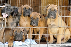 Щенки бульмастифа Запорожье #646262