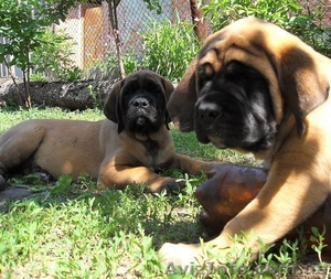 Продам  английского мастифа #661238