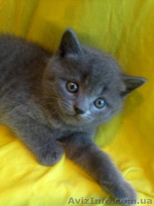 Британская голубая девочка!! #674559