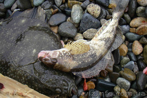 продам рыбу с/м бычок, вяленый и тюльку #655284