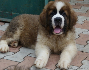 Щенки Сенбернара «Бетховен»- Питомник #648860