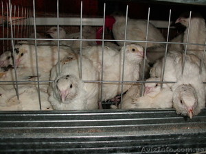 продам перепелов, цесарок #483785