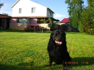 Отдых на уютной даче в деревне Студенок  и 2 ком.квартира в центре Свя #599758