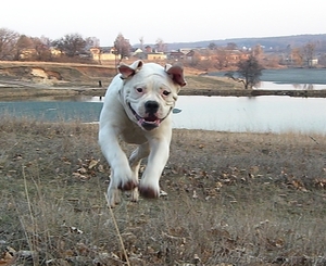 Щенок американского бульдога #644725