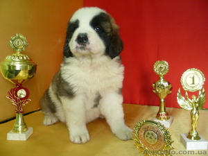 Московская сторожевая – щенки из питомника 1, 5 мес. #644712