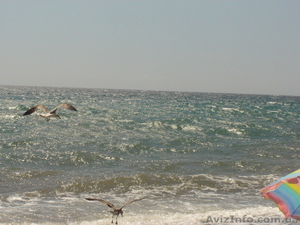 Замечательный недорогой отдых в Крыму #659884