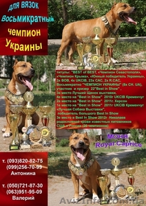  кобель ам стафф терьера для вязок #645975