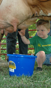 ПОЛЬША - мужчины для доения коров #654331