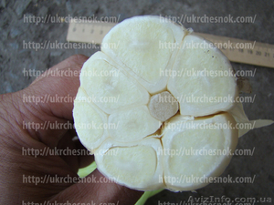 Продам чеснок Любаша #656894