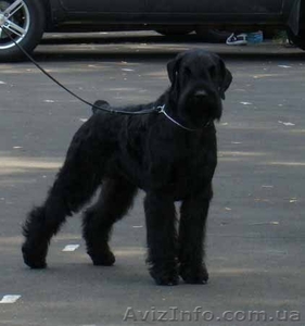 Ризеншнауцер,  щенки ризеншнауцера #649290