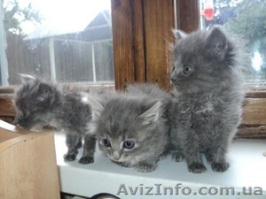 отдам вдобре,  заботливые и хорошие руки #653420