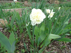 Продам  Буксус (самшит) 2х,  3х лет. Цена договорная #645954