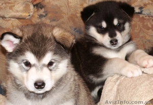 Аляскинский маламут  щенки #661820