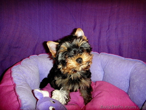 Миничка и мини стандарт йоркширского терьера с документами КСУ #656023