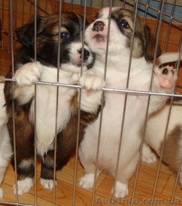 Отдаем за  СИМВОЛИЧЕСКУЮ  плату  КОРОЛЕВСКИХ  ЩЕНКОВ  ДРЕВЕРА #643243