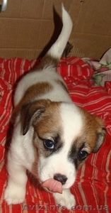 ЩЕНКИ ДРЕВЕРА ИЩУТ НАДЁЖНЫХ  И  ПРЕДАННЫХ  ХОЗЯЕВ! #670710