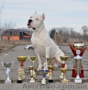 АРГЕНТИНСКИЙ ДОГ - ВЫСОКОПОРОДНЫЕ ЩЕНКИ ОТ ТИТУЛОВАНЫХ РОДИТЕЛЕЙ #661011