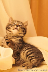 Котенка Курильский бобтейл #671212