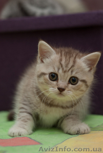 Чудо малыши британцы #652552