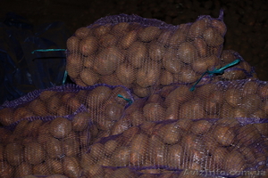 Картофель оптом в ассортименте #645296