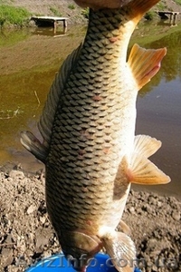 Рыбалка и отдых в Крыму,  ловля карпа. #652200