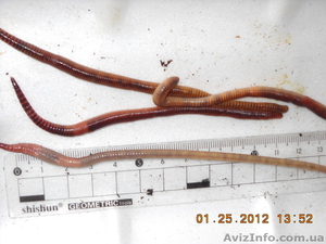 ЖИВАЯ НАЖИВКА  ДЛЯ РЫБАЛКИ #673475