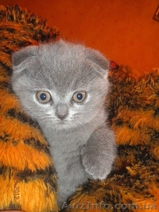 Голубая вислоухая #666783