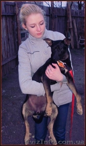 Метис добермана и терьера в хорошие руки #652135