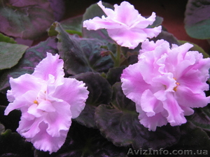 Купить фиалки (сенполии) в Днепропетровске #644348