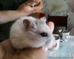 Карликовые  хомячки #651538