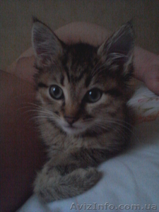 Отдам котёнка (кошечка) в добрые руки 1, 5-2мес. #671409