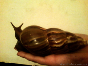 продам или обменяю. #599209