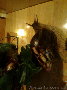 Продам Архахатин Эгрегия. #649387