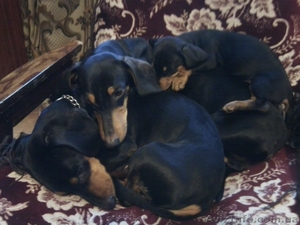 Очаровательная таксочка ждет преданного хозяина #569837