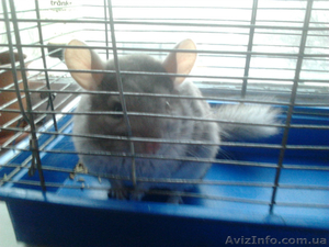 Шиншиллы ручные #662126